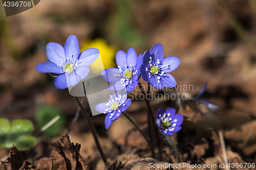 Image of Sunlit Blue Hepaticas