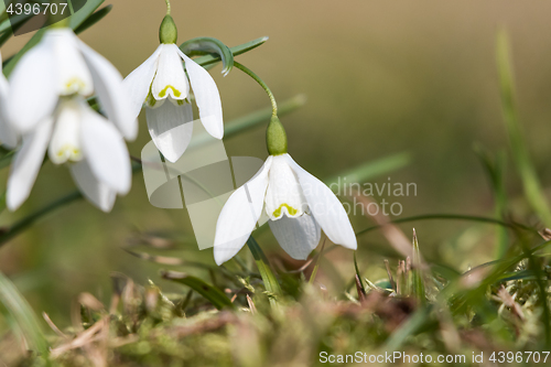 Image of Sunlit snowdrops closeup