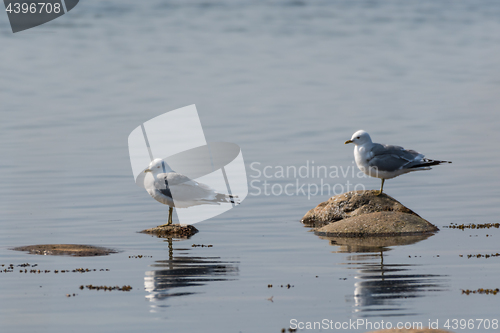 Image of Pair of Seagulls by the  coast