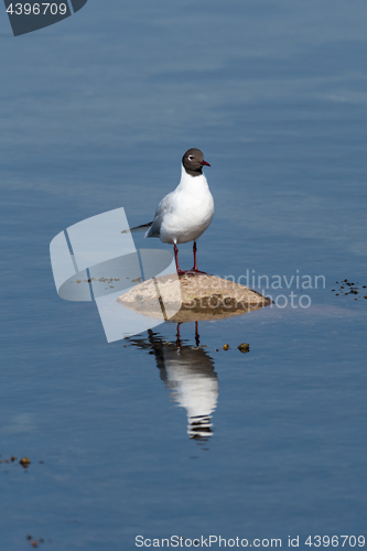 Image of Seagull standing on a rock in a calm water