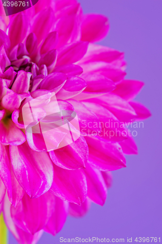 Image of Image of the flower dahlia on purple background