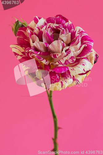 Image of Macro pink and white rose flower