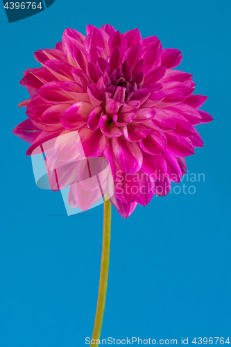 Image of Image of the flower dahlia on blue background