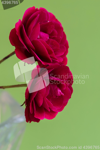 Image of Macro red roses flowers over green background