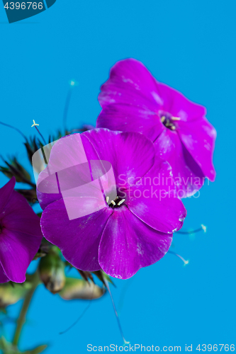 Image of Purple macro flower on blue