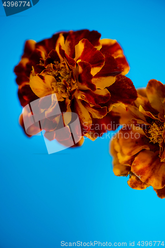 Image of Tagetes patula flower on blue