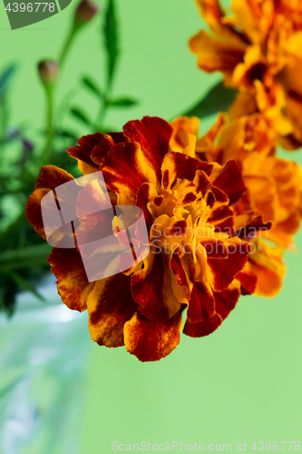 Image of Tagetes patula flower on green