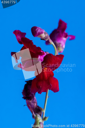 Image of Red macro flower on blue