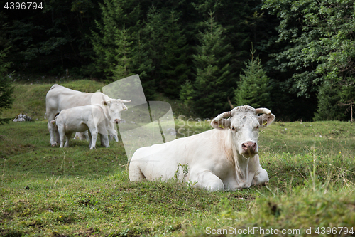 Image of Cows grazing on alpine meadow, Slovenia.