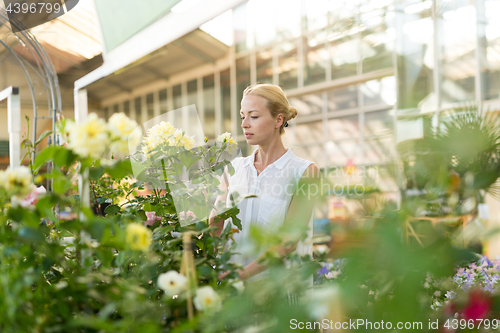 Image of Beautiful female customer holding and smelling blooming yellow potted roses in greenhouse.