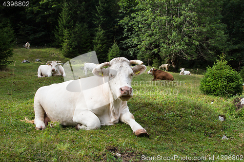 Image of Cows grazing on alpine meadow, Slovenia.