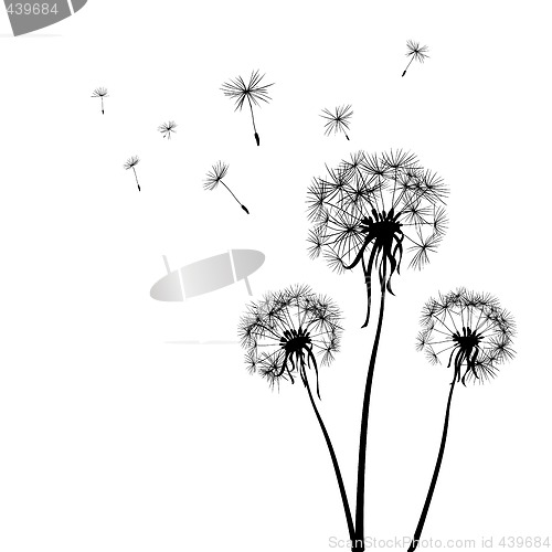 Image of dandelions