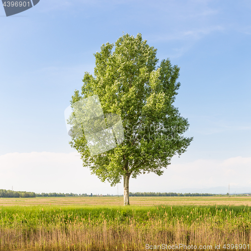 Image of Green tree in the field