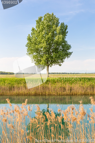 Image of Green tree in the field by river.