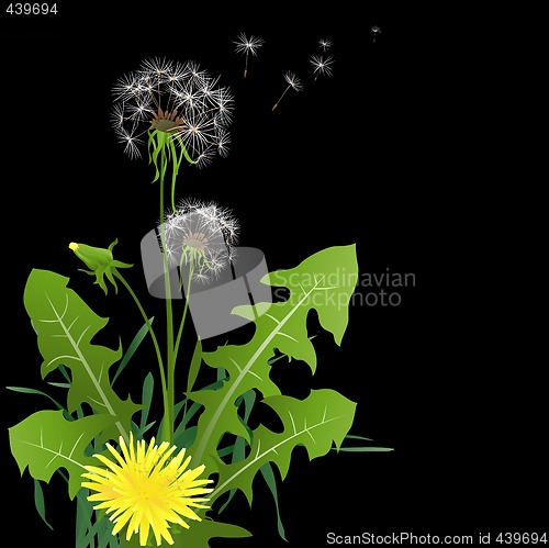 Image of dandelions