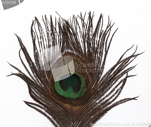 Image of peacock feather