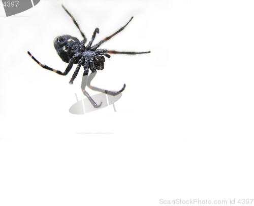 Image of Spider