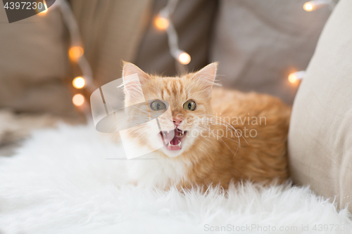 Image of red tabby cat mewing on sofa and sheepskin at home