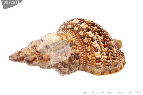 Image of Big Sea Shell