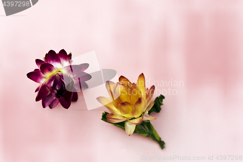 Image of Two flower heads of everlasting flowers (strawflowers). Top view