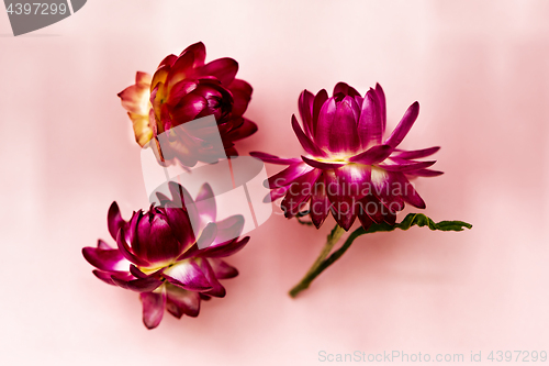 Image of Three dark pink flower heads of everlasting flowers (strawflower