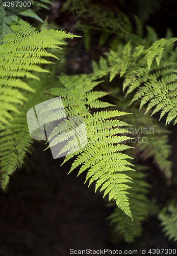 Image of Young fronds of fern