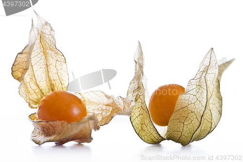 Image of Physalis, fruits with papery husk