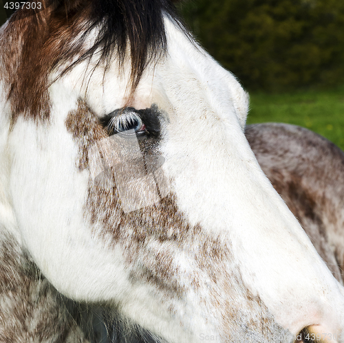 Image of Horse head