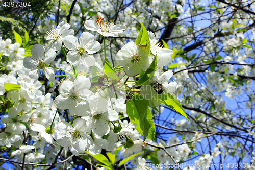 Image of branch of blooming cherry