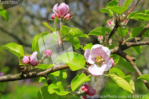 Image of buds of blossoming apple tree