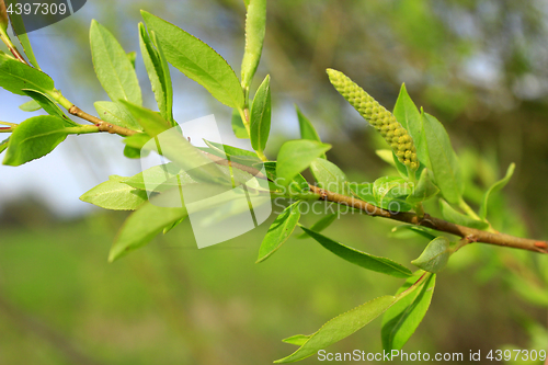 Image of Young sprouts of a willow in the spring