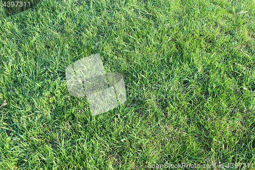 Image of meadow with green grass