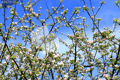 Image of branches of the blossoming apple tree in spring