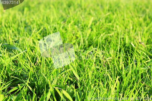 Image of meadow with green grass