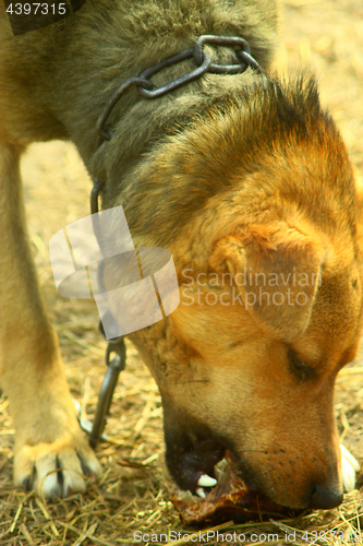 Image of watch-dog eats a piece of meat