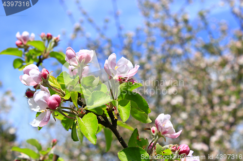 Image of branch of the blossoming apple tree in spring