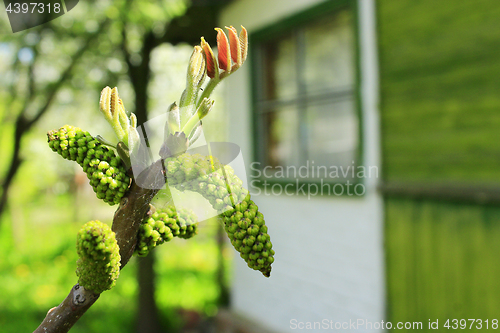 Image of flowers of walnut on the branch of tree