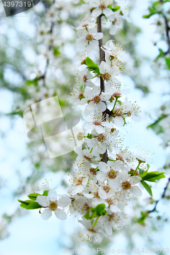 Image of blooming cherry-plum with white flowers