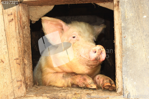 Image of pig looks out from window of shed