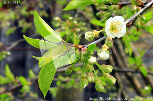 Image of branch with buds flowers and young leaves of cherry