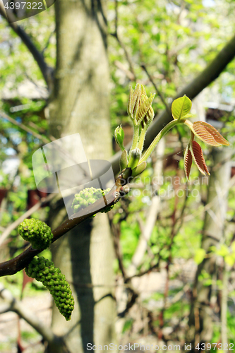 Image of flowers of walnut on the branch of tree