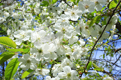 Image of flowers of blooming cherry