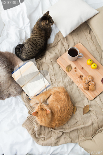 Image of two cats lying on blanket at home in autumn