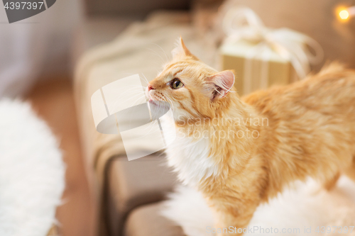 Image of red tabby cat on sofa with christmas gift at home