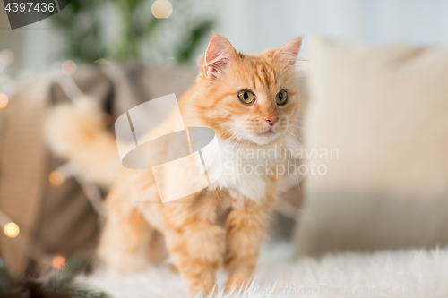 Image of red tabby cat on sofa with sheepskin at home