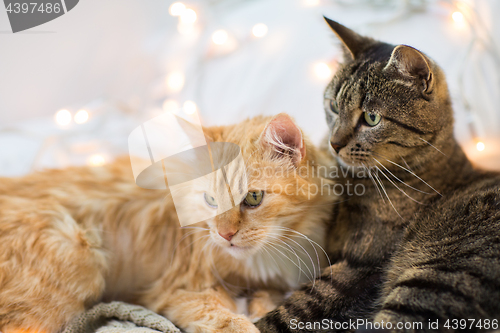 Image of two cats lying at home