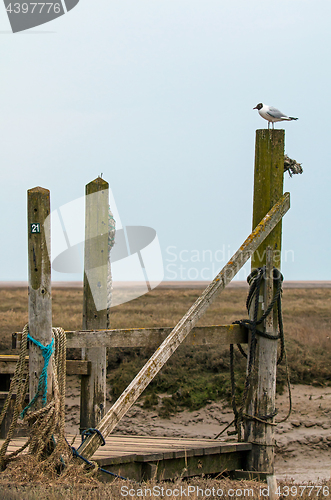 Image of Black-headed Gull on Jetty