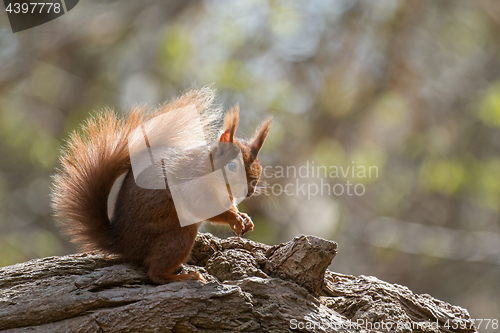 Image of Red Squirrel on Fallen Tree