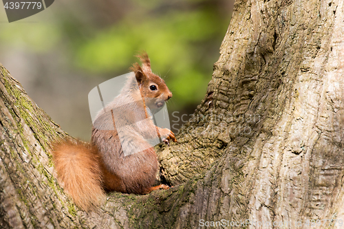 Image of Red Squirrel in Tree