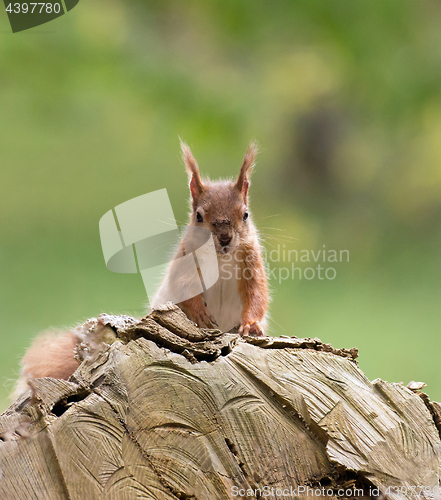 Image of Red Squirrel on Log